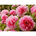 百花红观赏牡丹|观赏牡丹价格