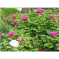 盆栽牡丹批发商|菏泽盆栽牡丹种植基地