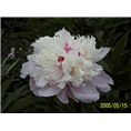 精品芍药价格|精品芍药基地直销