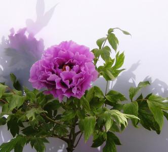 蓝色牡丹种植基地|蓝色牡丹批发商