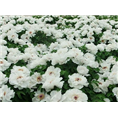 山东菏泽哪里的油用牡丹价格便宜