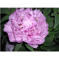 紫色观赏牡丹种植基地|菏泽紫色牡丹销售