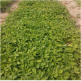 菏泽牡丹苗种植基地|山东牡丹苗**价格 