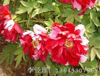 复色系观赏牡丹销售|复色牡丹销售 