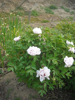 山东观赏牡丹销售商|菏泽观赏牡丹种植户