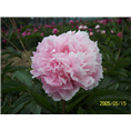 山东芍药种植基地|菏泽芍药价格