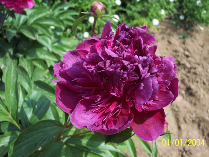 菏泽芍药苗价格|菏泽芍药苗批发