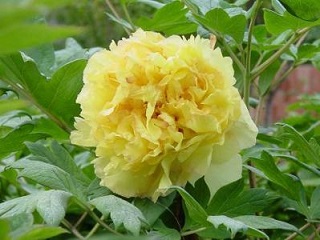 菏泽牡丹批发商|黄色观赏牡丹