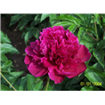 菏泽芍药种植基地|菏泽精品芍药批发商|