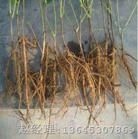 菏泽牡丹种植合作社|牡丹苗种植基地 