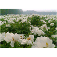 油用牡丹销售|菏泽油用牡丹供应