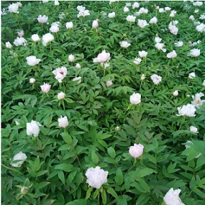 菏泽油用牡丹|山东油用牡丹|