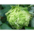 菏泽绿色牡丹销售|绿色牡丹种植基地 