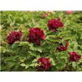 紫色牡丹批发商|菏泽紫色牡丹种植基地