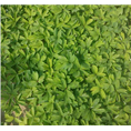 菏泽牡丹苗**价格 