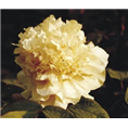 菏泽牡丹批发商|菏泽牡丹经销商