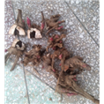 芍药苗销售商