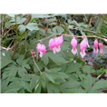 芍药苗销售商|菏泽芍药批发商