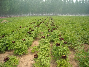 黑色牡丹菏泽种植基地|观赏牡丹基地直销