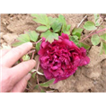 观赏牡丹种植基地|观赏牡丹批发商