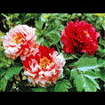 观赏牡丹基地|菏泽观赏牡丹种植