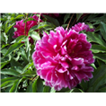 菏泽精品芍药批发|精品芍药销售商