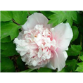 藏枝粉观赏牡丹批发|菏泽观赏牡丹