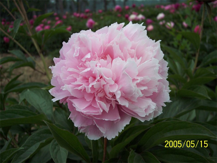 山东芍药种植基地|菏泽芍药价格