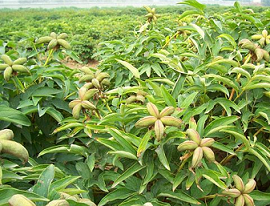 菏泽油用牡丹|油用牡丹**价格