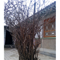 菏泽牡丹树种植基地|牡丹树培育技术