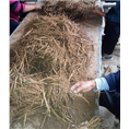 菏泽牡丹苗种植基地|山东牡丹苗价格| 