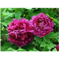 山东观赏牡丹批发商|菏泽观赏牡丹种植