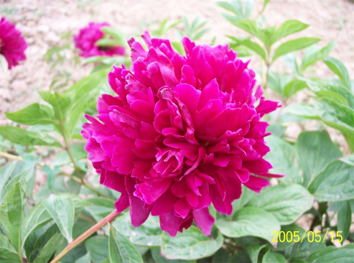山东芍药苗批发商|精品芍药种植基地