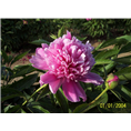 精品芍药嫁接方法|菏泽芍药种植基地