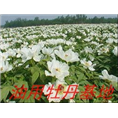 油用牡丹批发商|油用牡丹今年价格
