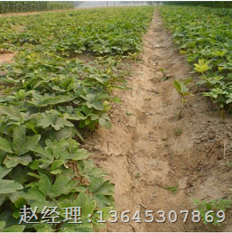 菏泽牡丹苗价格|洛阳牡丹苗价格 