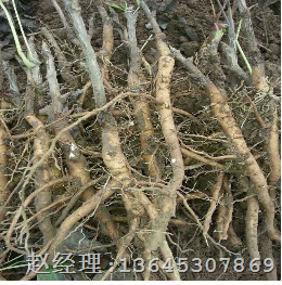 菏泽牡丹苗基地|菏泽牡丹合作社 