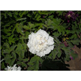 白色观赏牡丹种植基地|白色观赏牡丹
