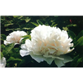 菏泽观赏牡丹基地|观赏牡丹销售价格