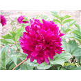 山东芍药苗批发商|精品芍药种植基地