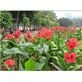 菏泽美人蕉批发商|山东美人蕉种植基地