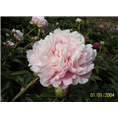 红色精品芍药|红色精品芍药价格