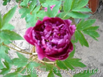 菏泽盆栽牡丹批发|盆栽牡丹中基地 