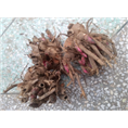 菏泽芍药苗价格|芍药种植基地