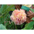 观赏牡丹批发商|菏泽牡丹批发商