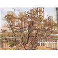 山东牡丹树种植基地|菏泽牡丹树批发