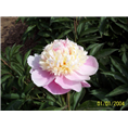 菏泽精品芍药|山东精品芍药销售