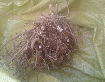 菏泽芍药苗销售|精品芍药苗价格