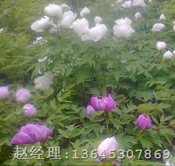 精品油用牡丹价格 |精品牡丹销售商 