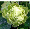 菏泽观赏牡丹基地|菏泽牡丹价格 
